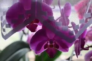 orchidej...