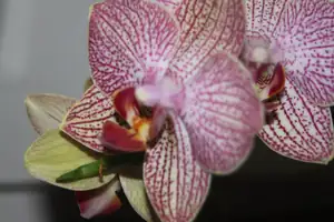 orchidej...