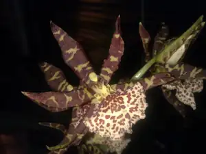 xCambria