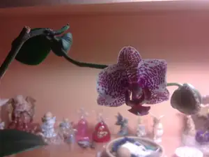 Keiki-phalaenopsis