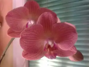 Phalaenopsis-omlouvám se za horší kvalitu