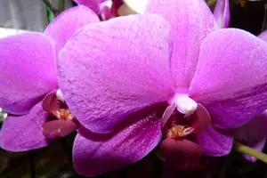 orchidej...