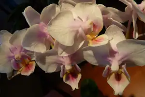 orchidej...