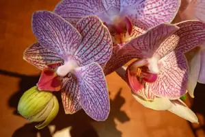 orchidej...
