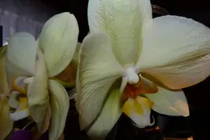 orchidej...