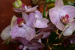 orchidej...