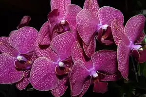 orchidej...