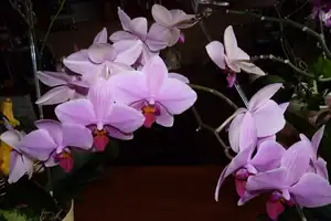 orchidej...