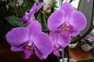 orchidej...