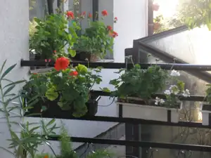 Muškáty v kombinaci s Lichoříšnicí