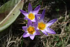 krokusy