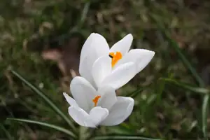 krokusy