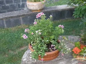 Anglický muškát v kombinaci s Fuchsiemi