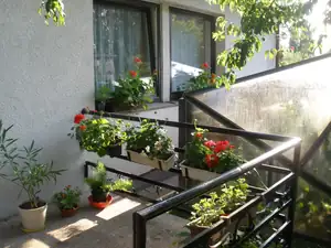 Nakvetlá krása, v pozadí skleník plný paprik