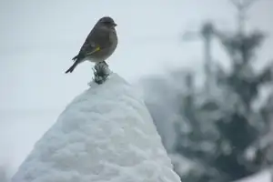 zvonek na smrčku...