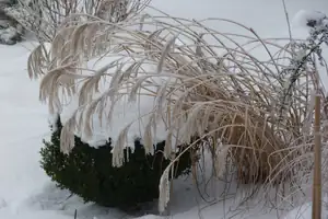 tráva obalená ledem se sklání k zemi...