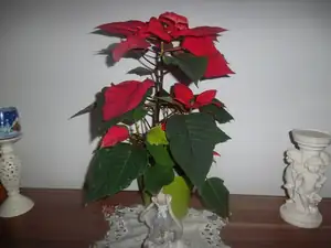 ludmila60 — 22. ledna 2013