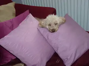 Reninka si ustlala...