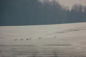 lesem projel nějaký debil na motorce a vyplašil stádo srnčí...