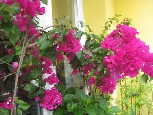 muj balkon 2011