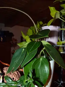 peperomia-pepřinec...