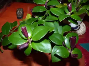 aeschynantus...