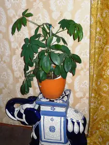 kosnikovna — 20. února 2013