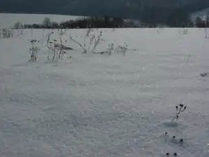 jiskřivá louka...