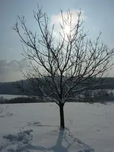 ořešák a sluníčko...