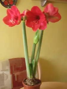 Z jedné cibule 3 poupata