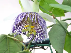 keramo — 26. února 2013