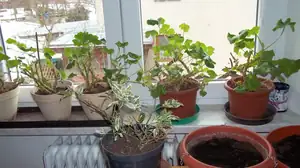 tyto muškáty mívají krásnou barvu