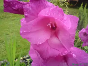 iris66 — 6. srpna 2010