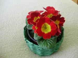 muškatek — 6. března 2013