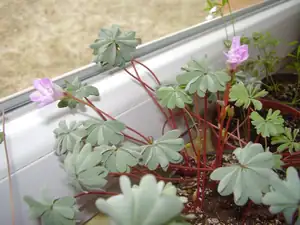 oxalis