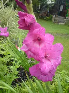 iris66 — 6. srpna 2010