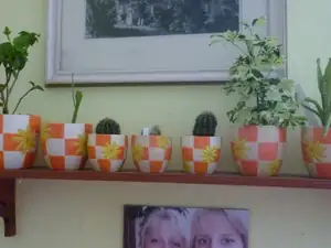 kaktusy jsem probudila ze zimního spánku