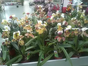 Orchideje v zahradnictví Chládek