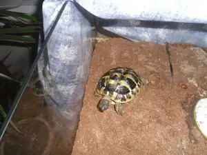 naše krasavice již po zimě probuzená