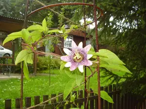 mucenka — 9. srpna 2010