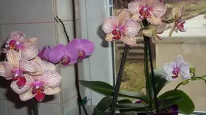 orchideje