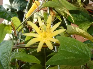 Passiflora citrina
