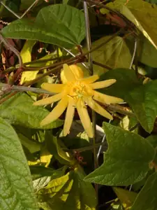 Passiflora citrina