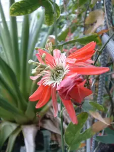 Passiflora racemosa