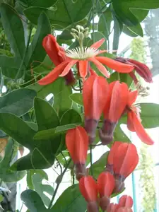 Passiflora racemosa