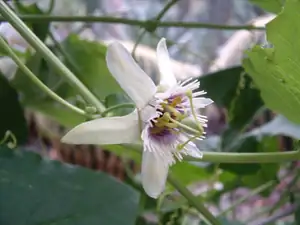 Passiflora morifolia