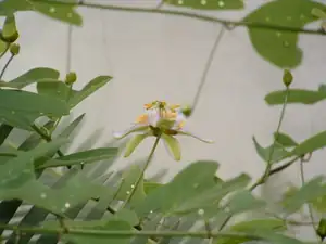 Passiflora bicornis