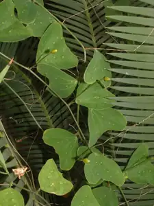 Passiflora bicornis - listy s poupaty
