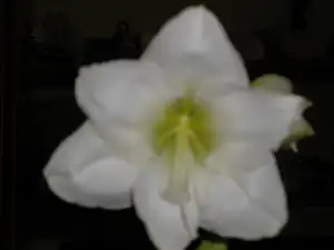Mont Blank 2