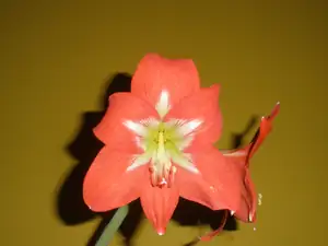 Christmas Star